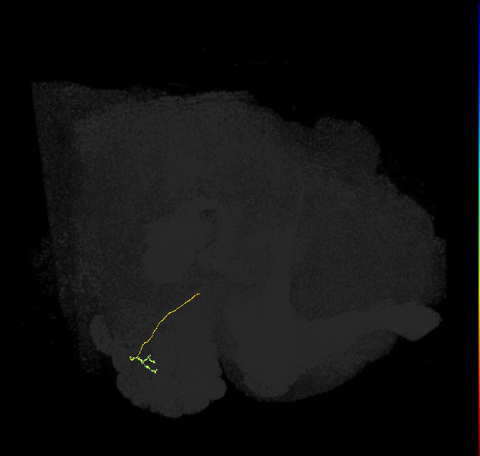 ORN_VC1_L (FlyEM-HB:1883469572)