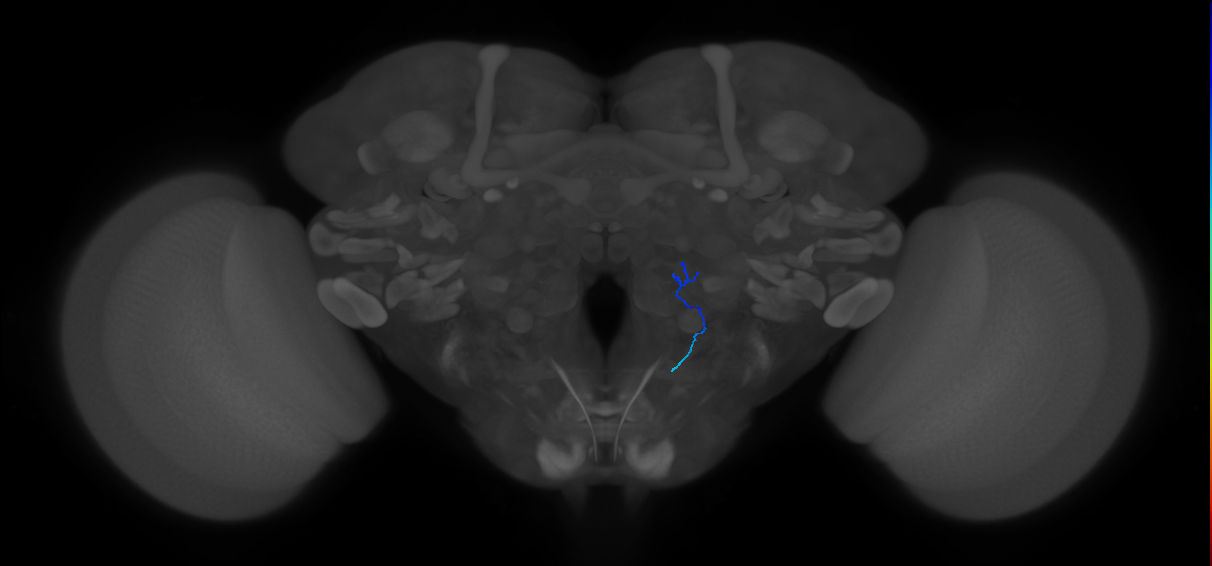 ORN_VC1_R (FlyEM-HB:5813077826)