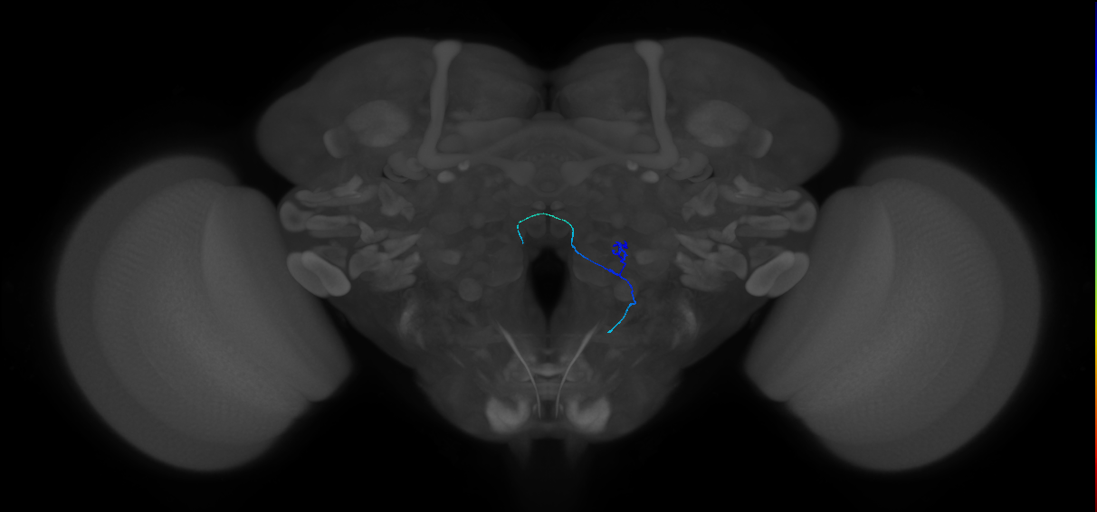 ORN_VC2 (FlyEM-HB:2105453118)