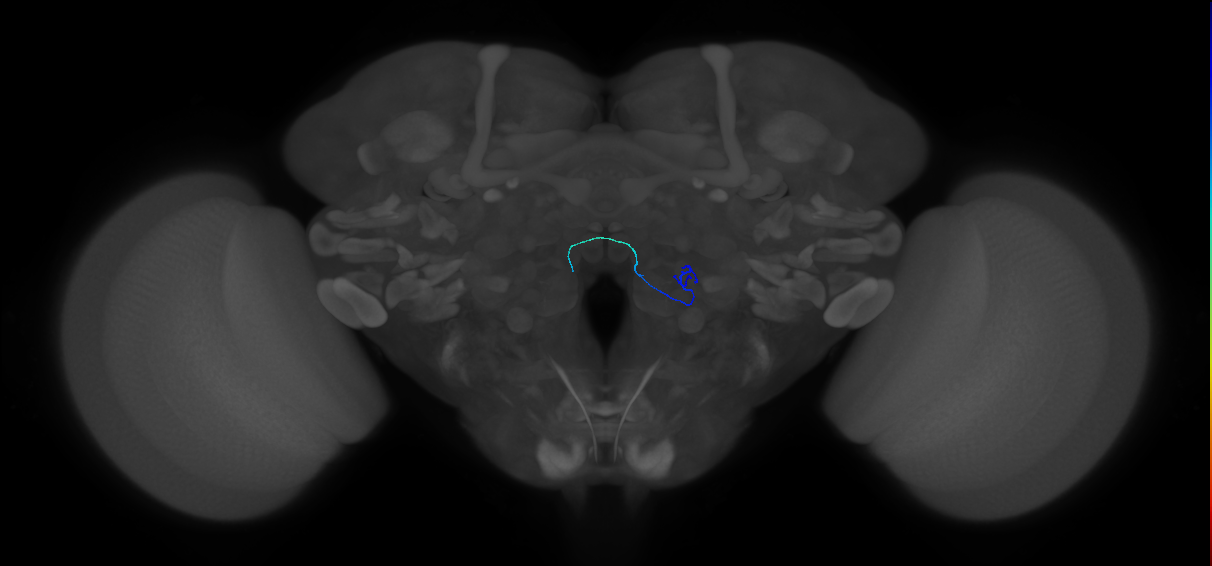 ORN_VC2 (FlyEM-HB:2105449028)