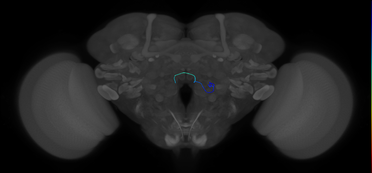 ORN_VC2 (FlyEM-HB:2041035230)