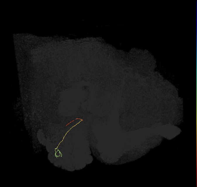 ORN_VC2 (FlyEM-HB:2105448977)