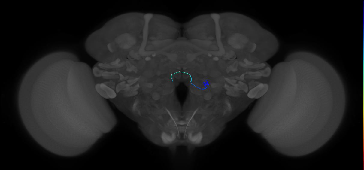 ORN_VC2 (FlyEM-HB:2105794119)