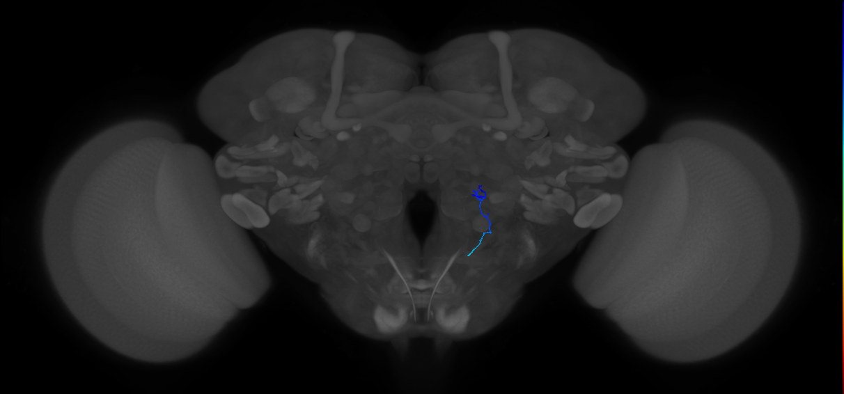 ORN_VC2 (FlyEM-HB:2105789935)