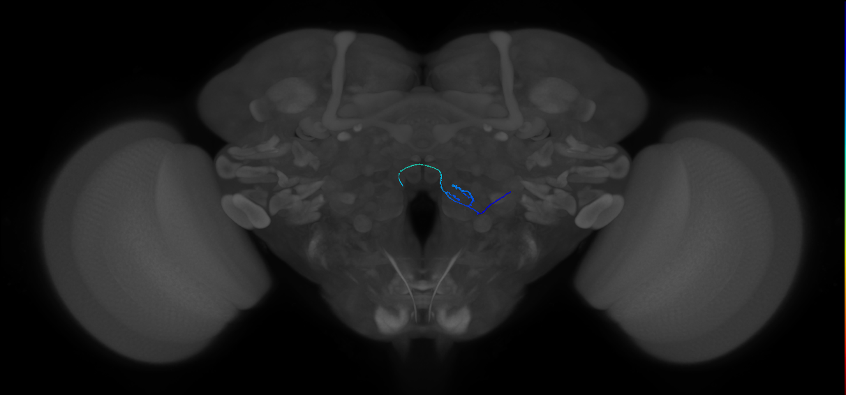 ORN_VC3l_R (FlyEM-HB:2072070166)