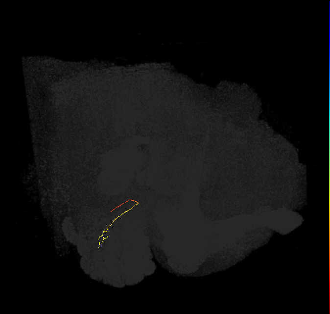 ORN_VC3l_L (FlyEM-HB:2008631215)
