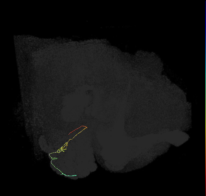 ORN_VC3l_R (FlyEM-HB:5813050676)