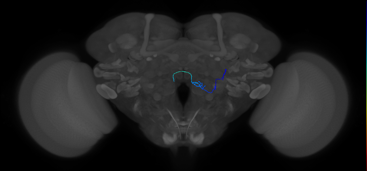ORN_VC3l_R (FlyEM-HB:5813050676)