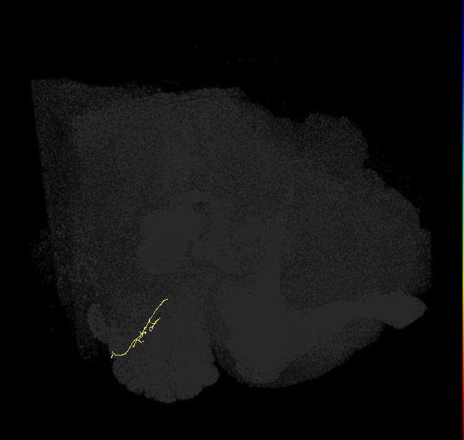 ORN_VC3l_R (FlyEM-HB:2103104826)
