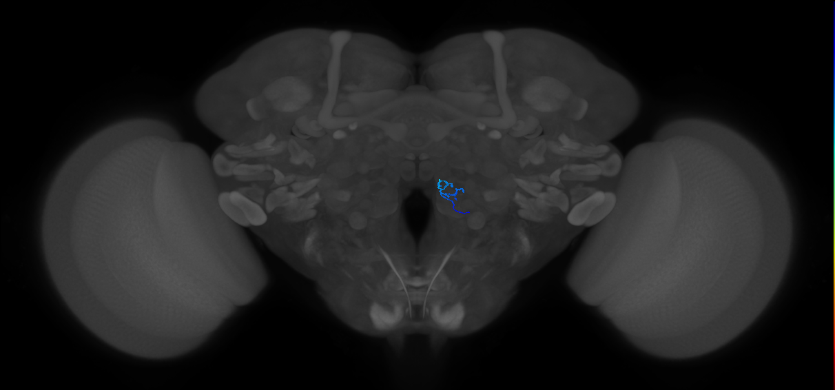ORN_VC3l_R (FlyEM-HB:2103104826)