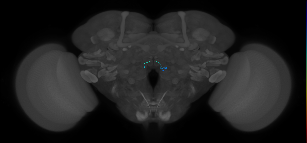 ORN_VC3l (FlyEM-HB:1883469292)