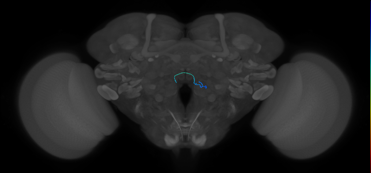 ORN_VC3l_L (FlyEM-HB:1852097022)