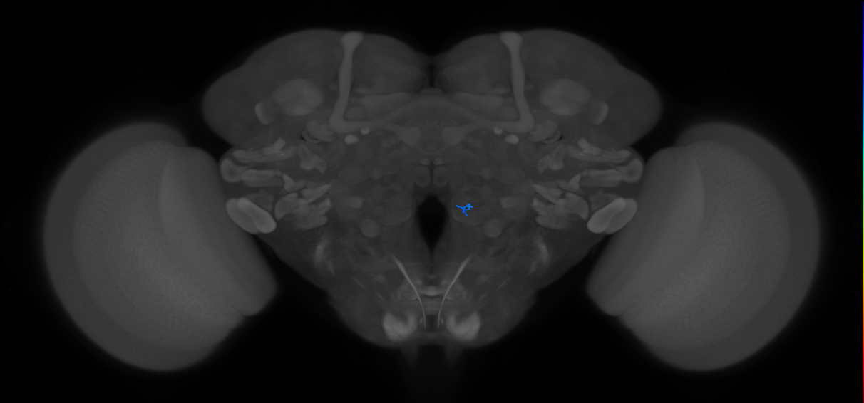 ORN_VC3m (FlyEM-HB:2164816415)