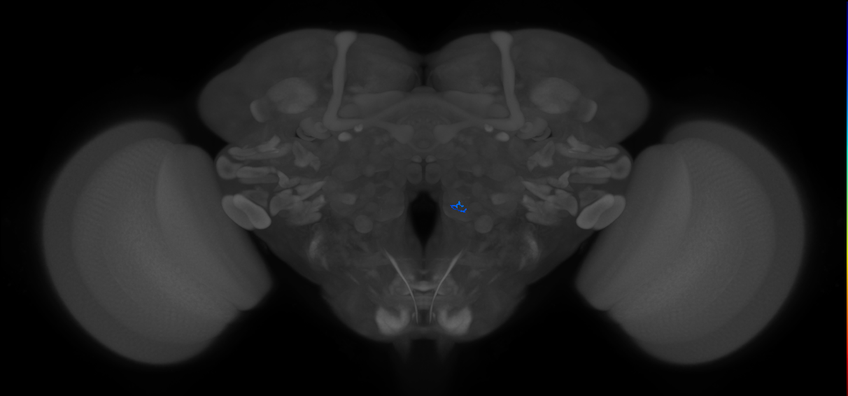 ORN_VC3m (FlyEM-HB:2165161890)