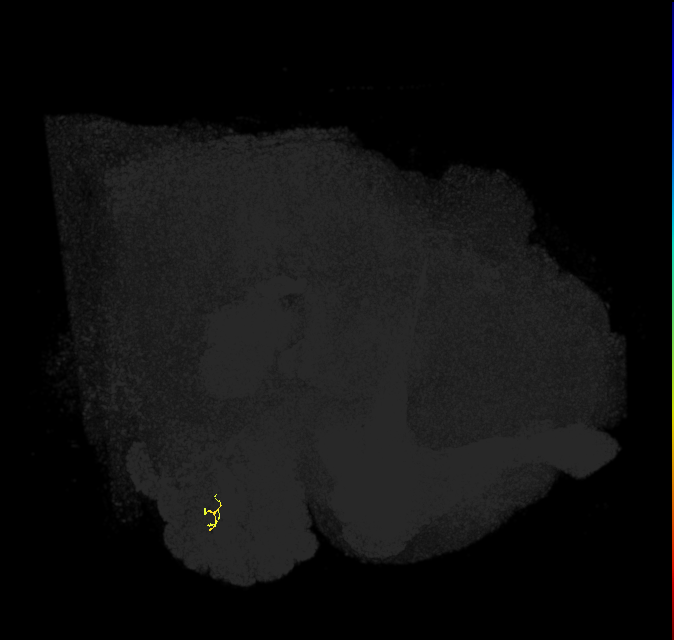 ORN_VC4 (FlyEM-HB:2073753413)