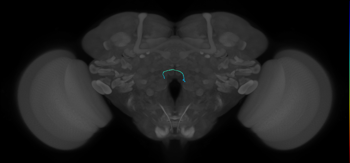ORN_VC5 (FlyEM-HB:1789021926)