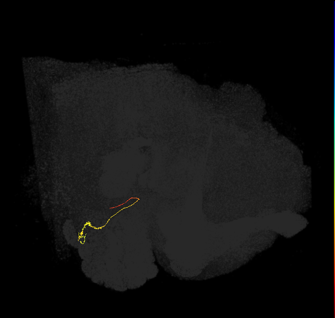 ORN_VC5 (FlyEM-HB:5813057594)