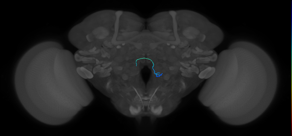ORN_VC5 (FlyEM-HB:5813057594)