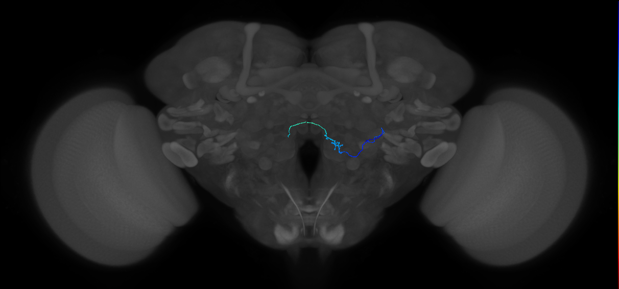 ORN_VC5 (FlyEM-HB:2070688742)