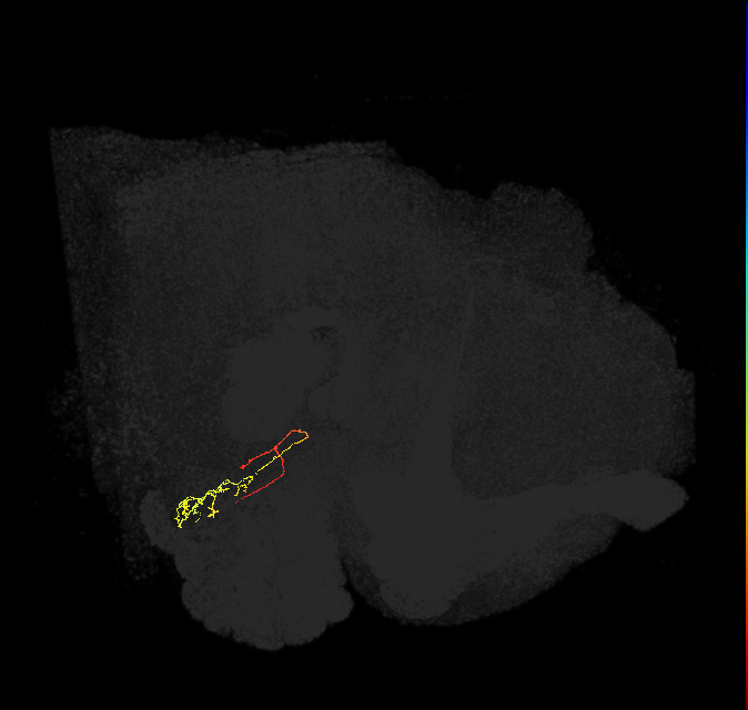ORN_VC5 (FlyEM-HB:2007603825)