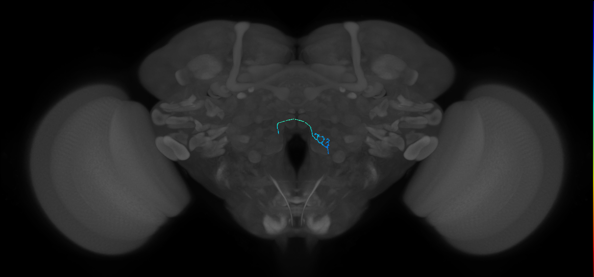 ORN_VC5 (FlyEM-HB:2163793289)