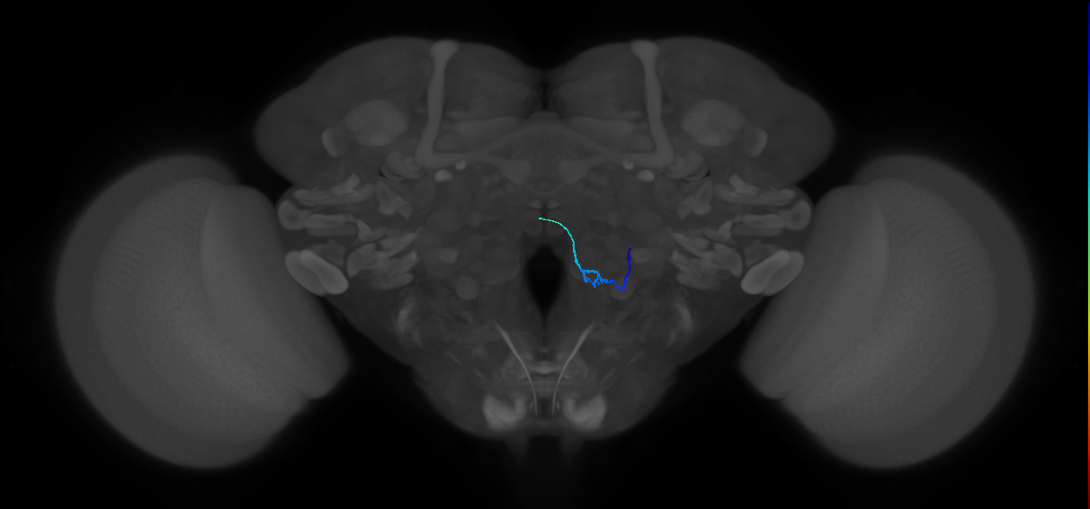 ORN_VC5 (FlyEM-HB:1883133491)