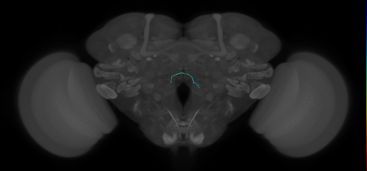 ORN_VC5 (FlyEM-HB:2102065009)