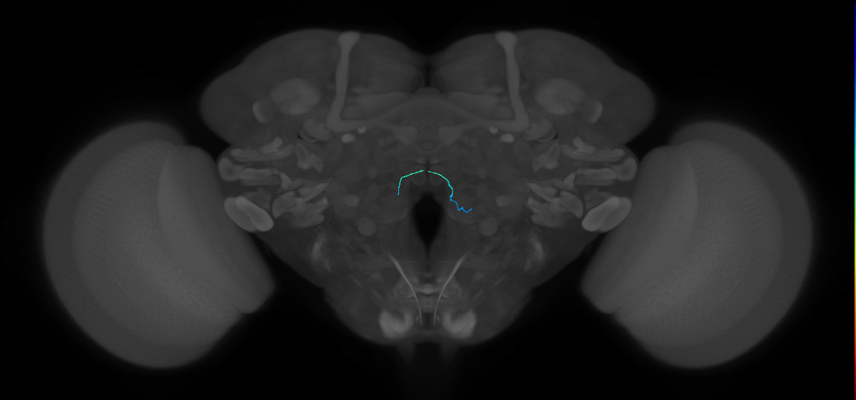 ORN_VC5 (FlyEM-HB:2038638823)