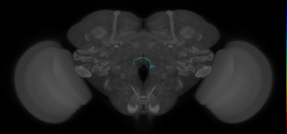 ORN_VC5 (FlyEM-HB:2070693048)