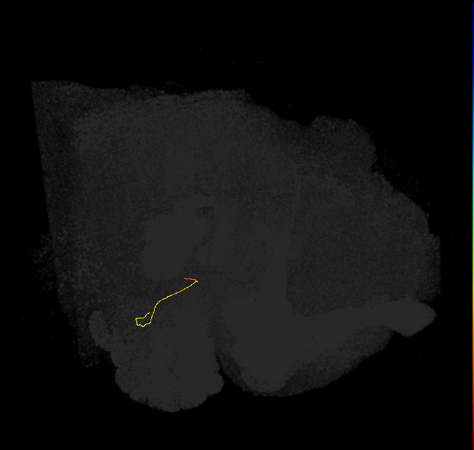 ORN_VC5 (FlyEM-HB:2007604041)