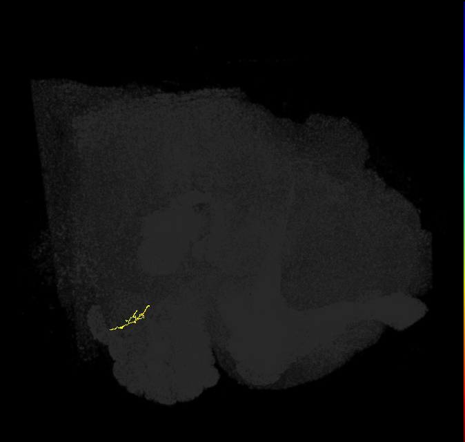 ORN_VC5 (FlyEM-HB:2102069089)