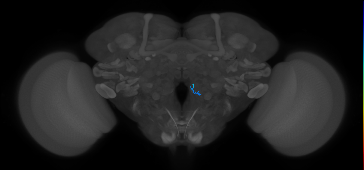ORN_VC5 (FlyEM-HB:5813075753)