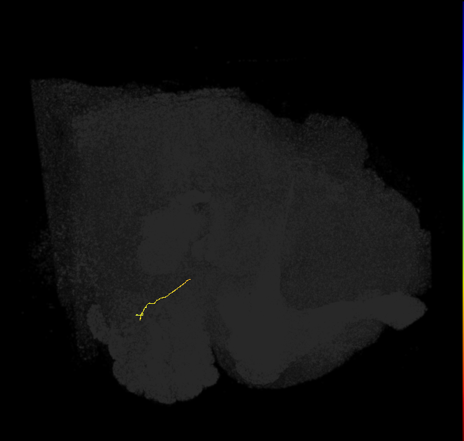 ORN_VC5 (FlyEM-HB:2039321461)
