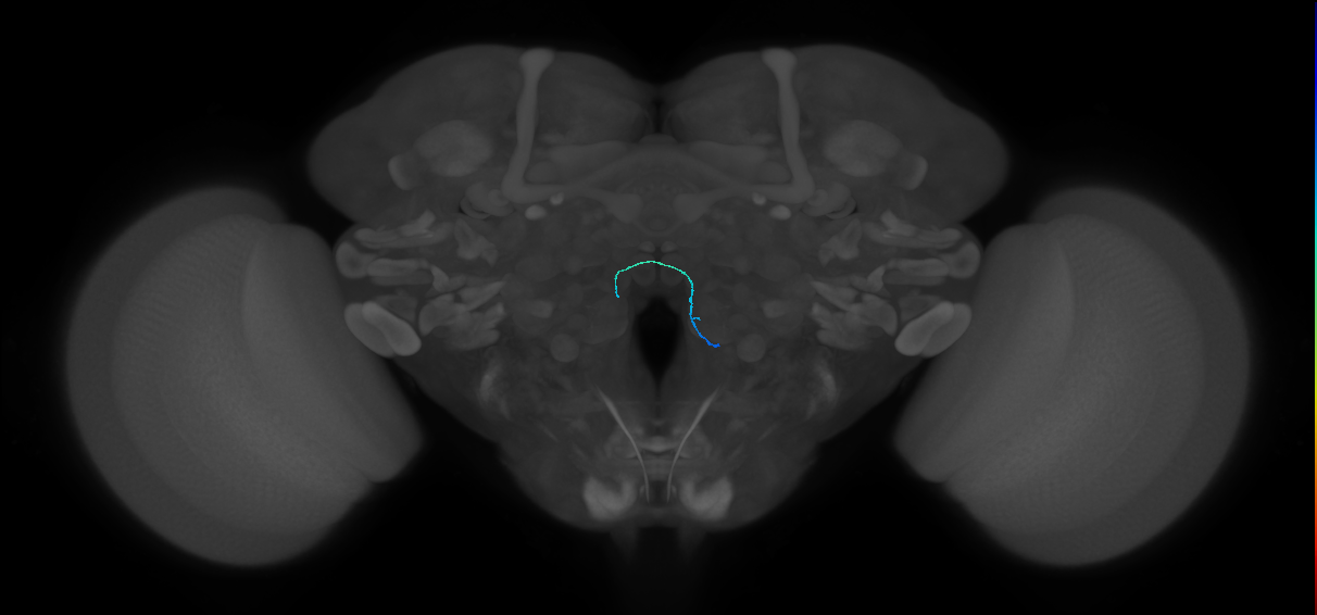 ORN_VC5 (FlyEM-HB:5813018842)