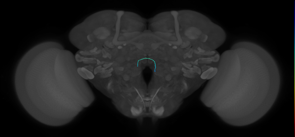 ORN_VC5 (FlyEM-HB:1851756588)