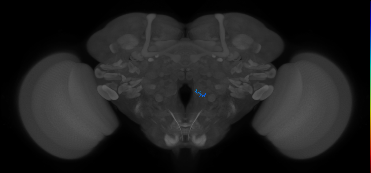 ORN_VC5 (FlyEM-HB:5813004119)