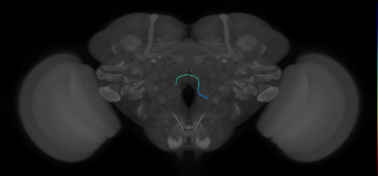ORN_VC5 (FlyEM-HB:1820388753)