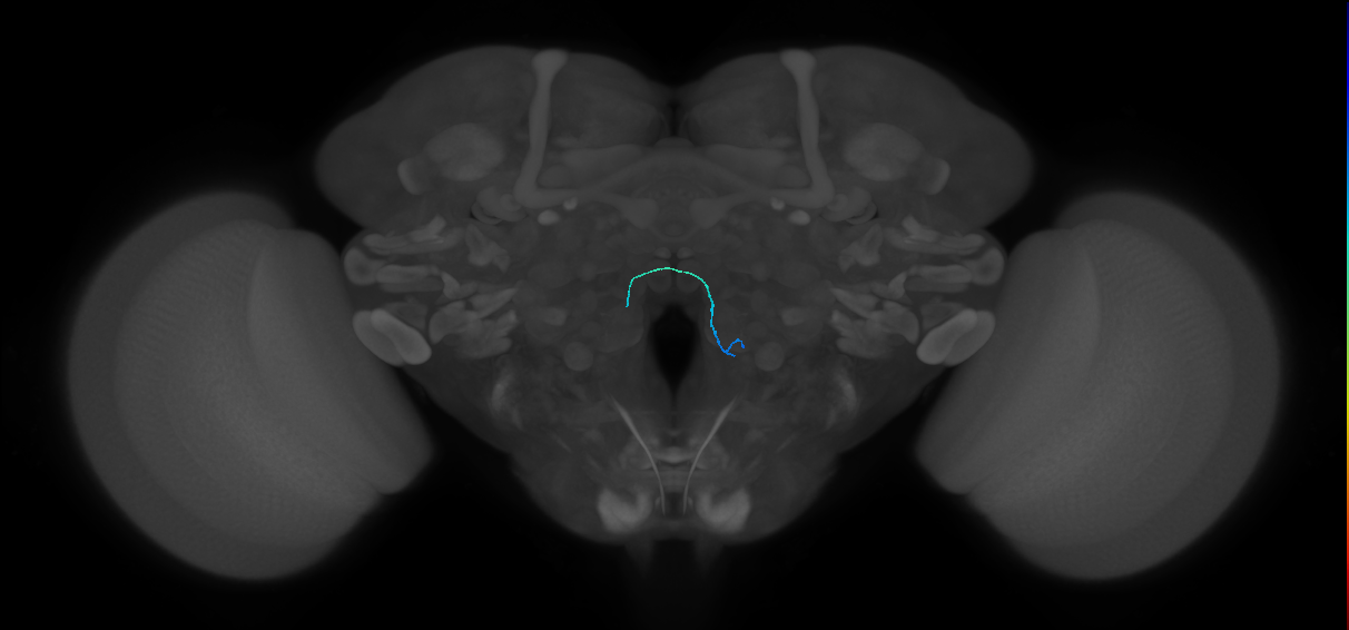 ORN_VC5 (FlyEM-HB:5813039425)