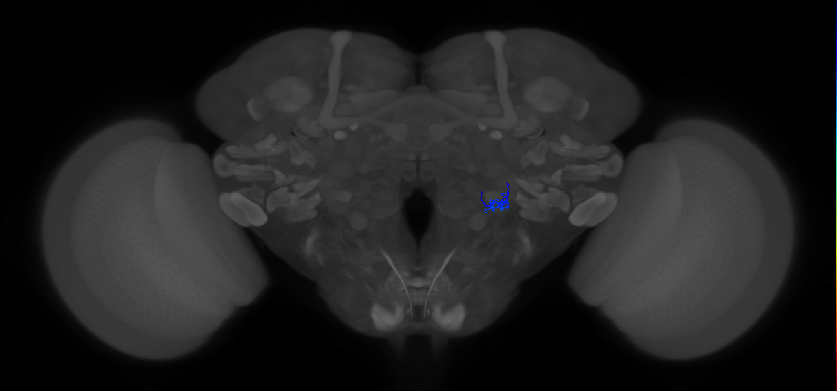 ORN_VL1_R (FlyEM-HB:5813005076)