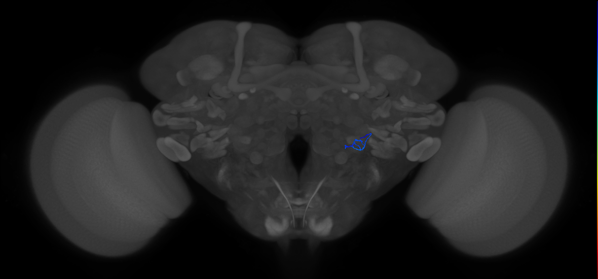ORN_VL1_R (FlyEM-HB:2197158842)