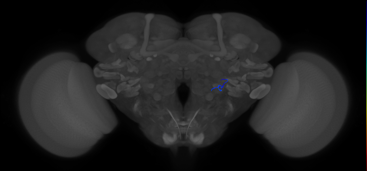 ORN_VL1_R (FlyEM-HB:5813003775)