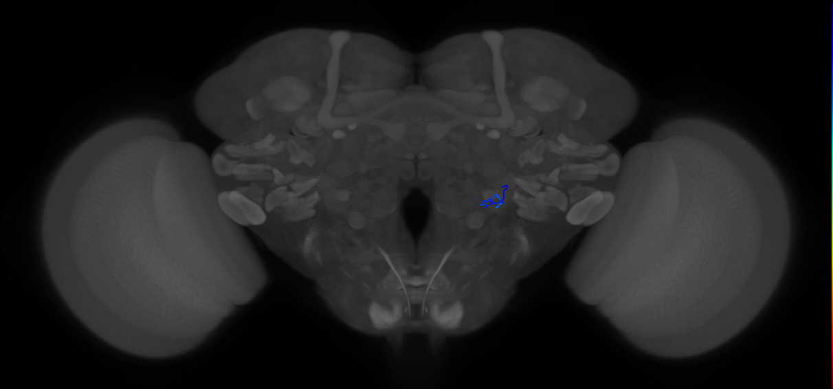 ORN_VL1_R (FlyEM-HB:5813004197)