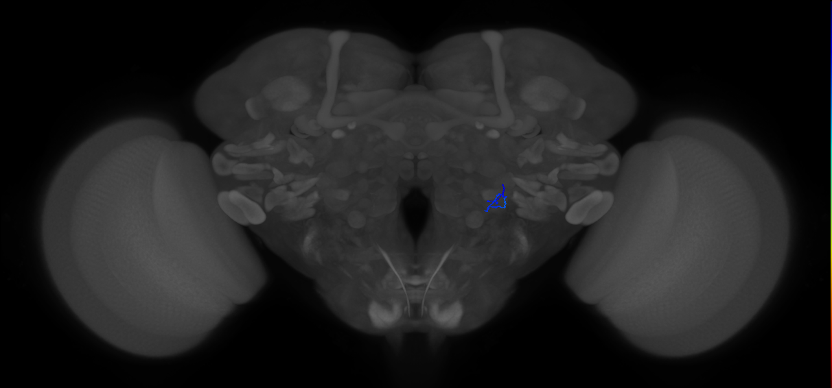 ORN_VL1_R (FlyEM-HB:2197841544)