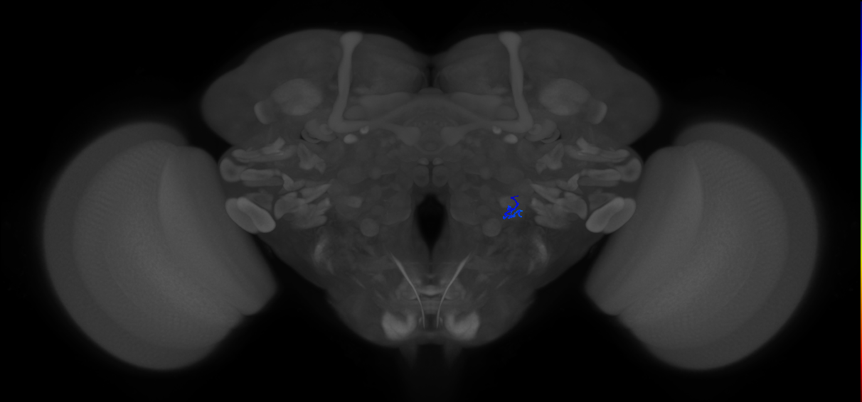 ORN_VL1_R (FlyEM-HB:5813068997)