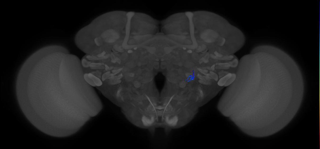 ORN_VL1_R (FlyEM-HB:5813005072)
