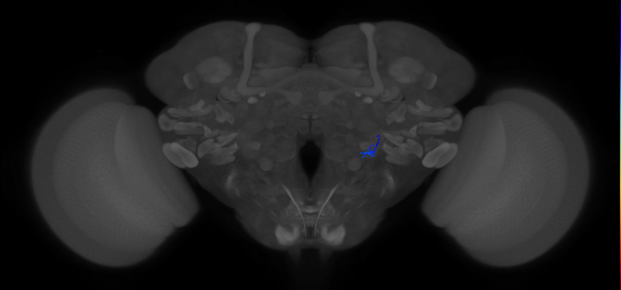 ORN_VL1_R (FlyEM-HB:5813034753)