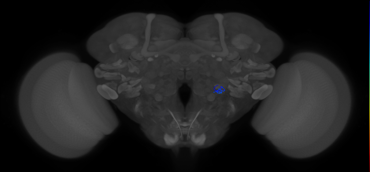 ORN_VL1_R (FlyEM-HB:5813024346)