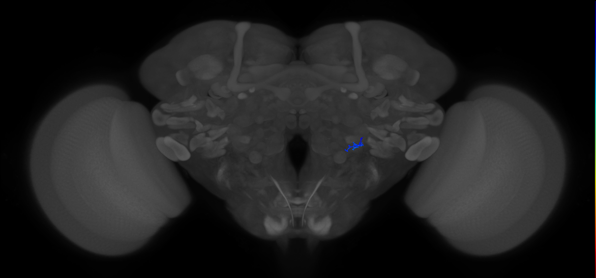 ORN_VL1_R (FlyEM-HB:5813003782)