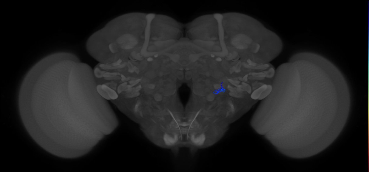 ORN_VL1_R (FlyEM-HB:5813004196)