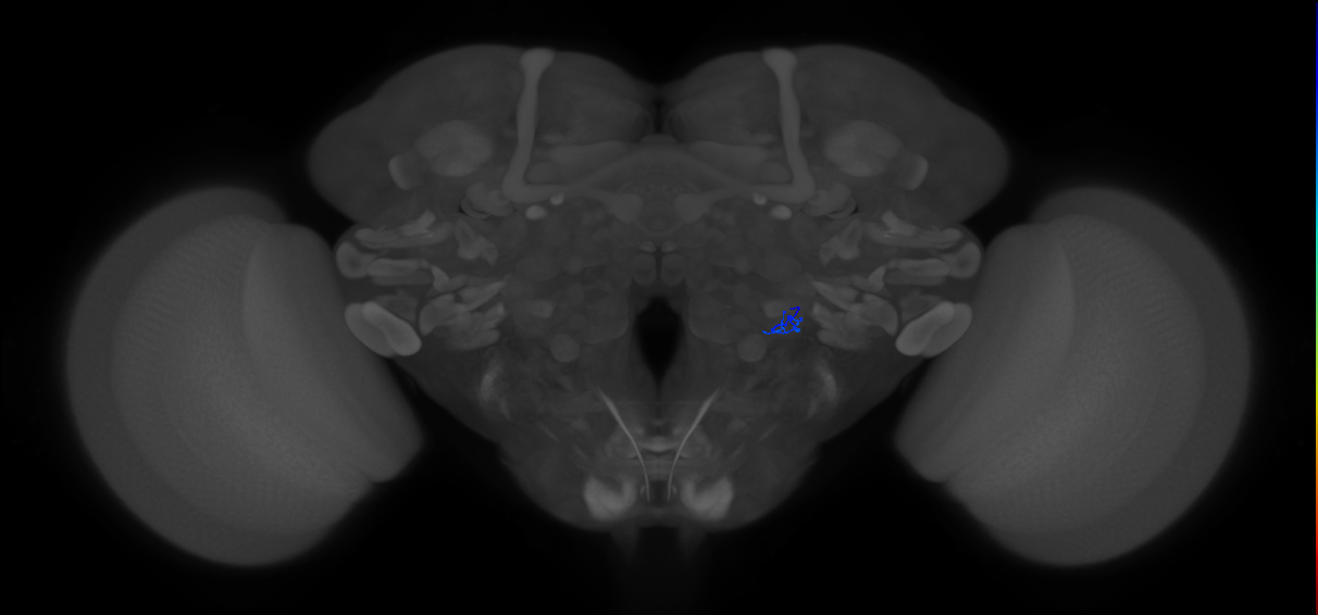 ORN_VL1_R (FlyEM-HB:2228885032)